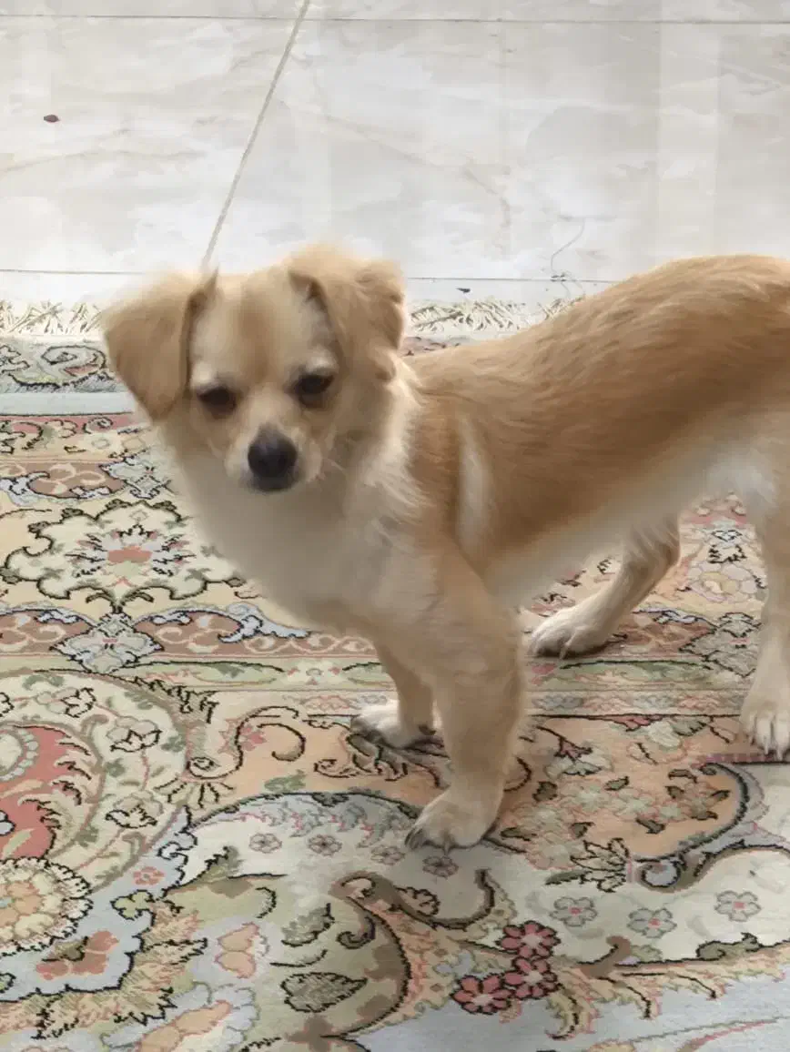 واگذاری|سگ|کازرون, |دیوار