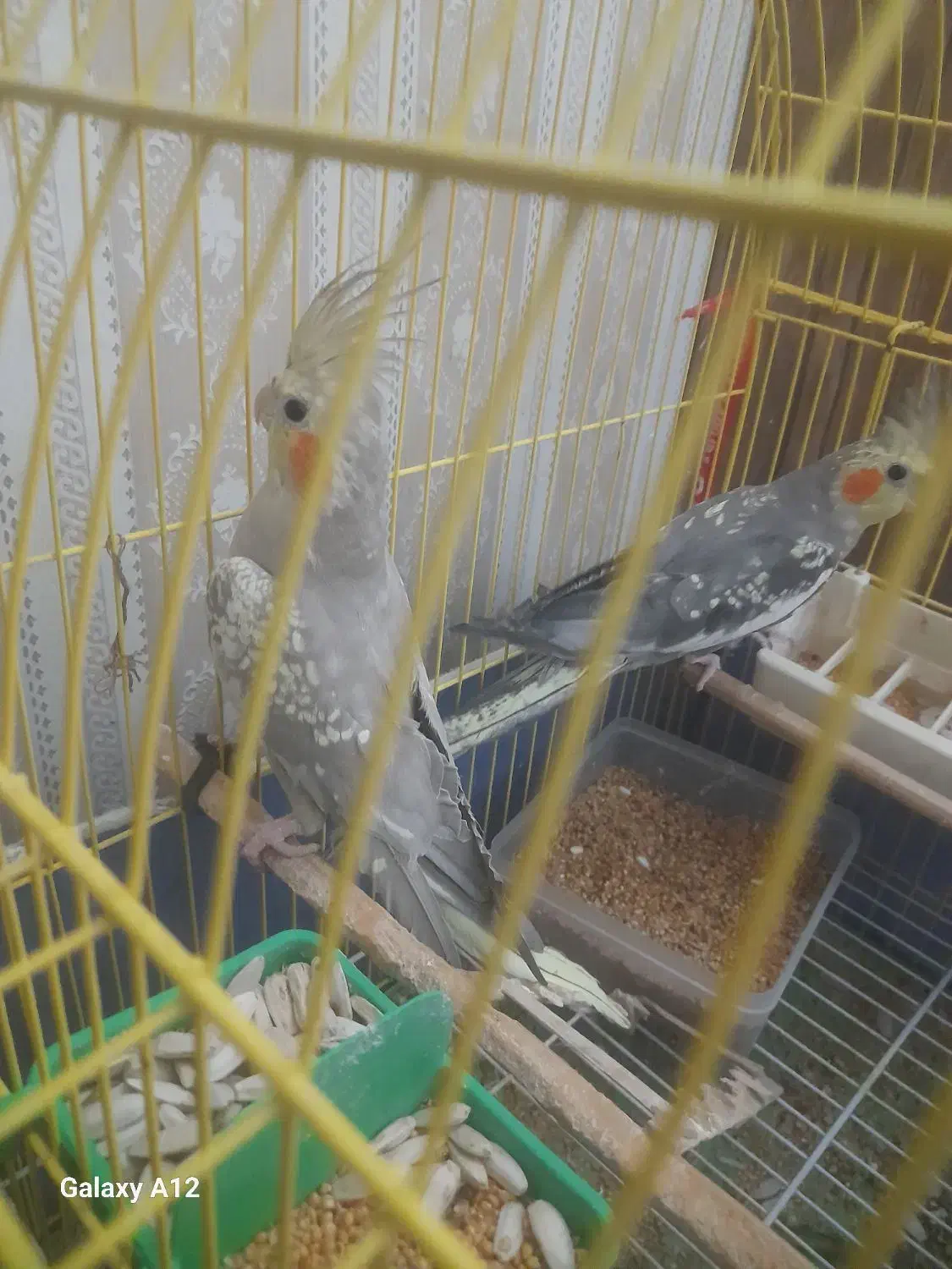 عروس هلندی|پرنده|مهدی شهر, |دیوار