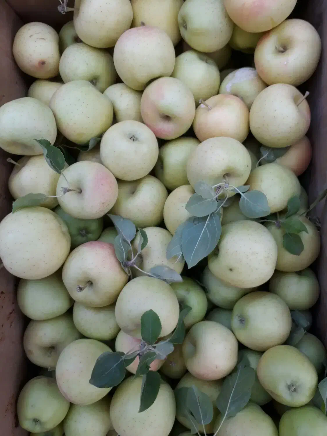 گلابی + سیب استخوانی قرمز و زرد|خوردنی و آشامیدنی|آوج, |دیوار