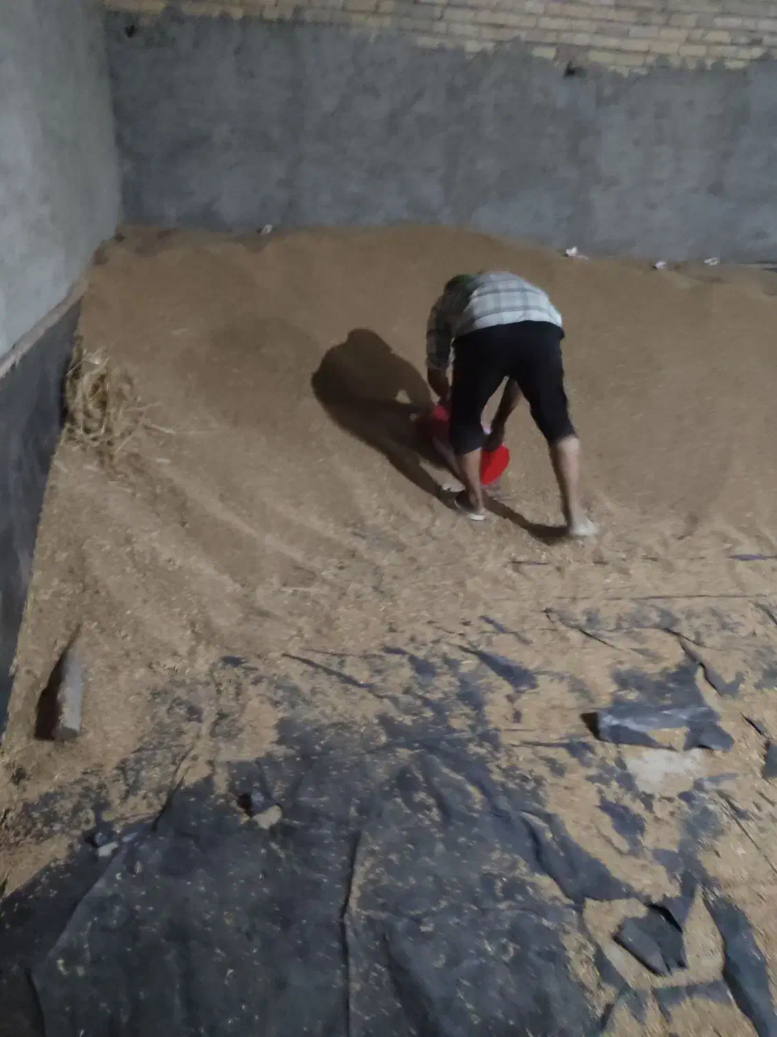 بذر مادری پایا و کوهدشت|خدمات باغبانی و درختکاری|کلاله, |دیوار