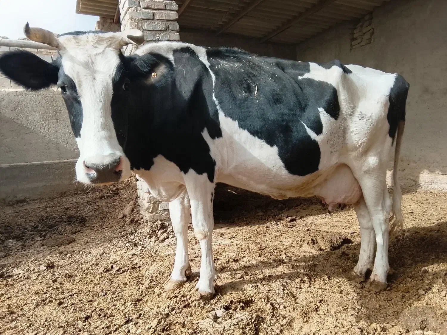 گاو شیری اولشتاین|حیوانات مزرعه|هیرمند, |دیوار