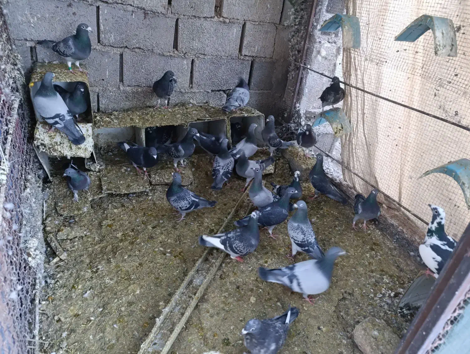 کفتر|پرنده|بم, |دیوار