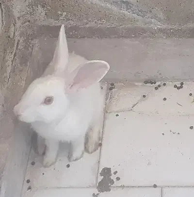 ۳عددخرگوش|موش و خرگوش|پرند, فاز ۵|دیوار