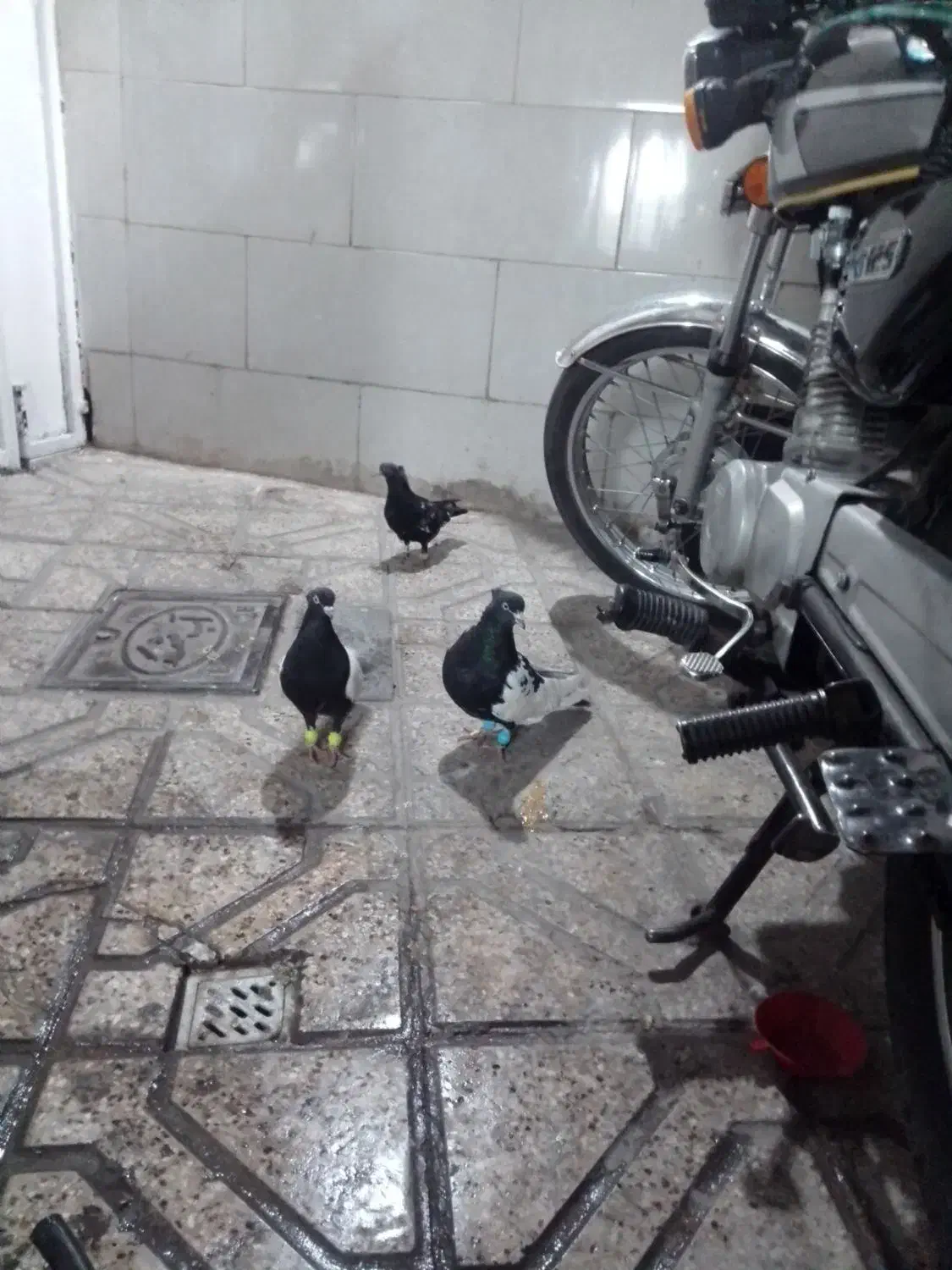 پرنده|پرنده|مشهد, کارگران|دیوار