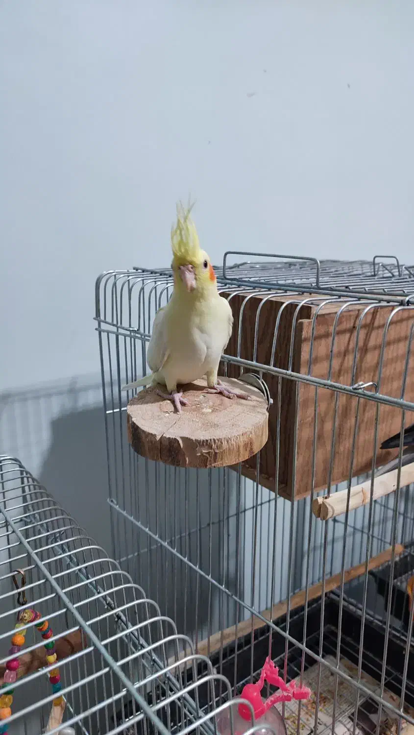 عروس هلندی دوماه،دون خور|پرنده|پردیس, فاز ۴|دیوار