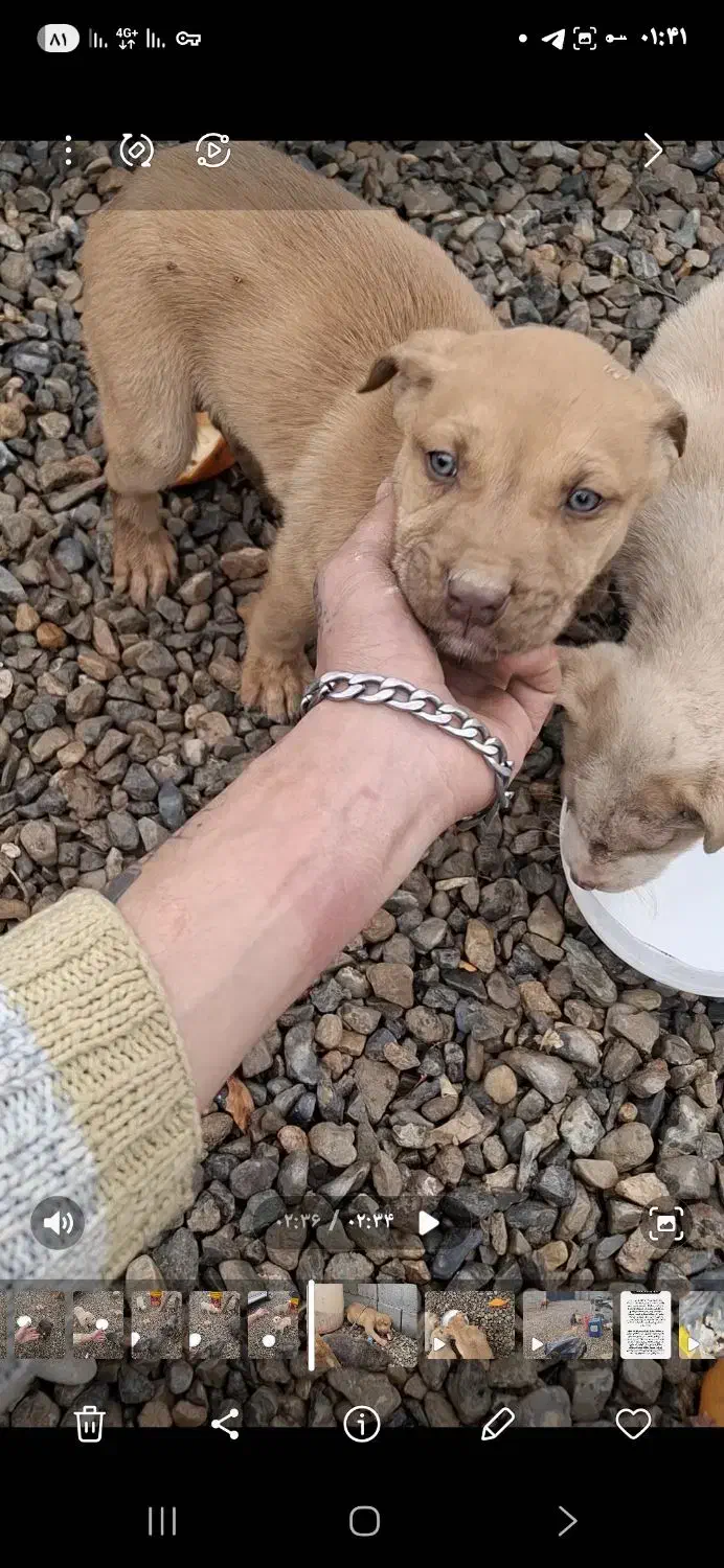 پیتبول|سگ|تبریز, |دیوار