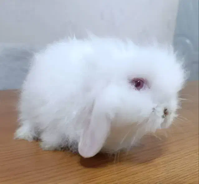 خرگوش لوپ اصیل اوکراینی|موش و خرگوش|بندرعباس, |دیوار