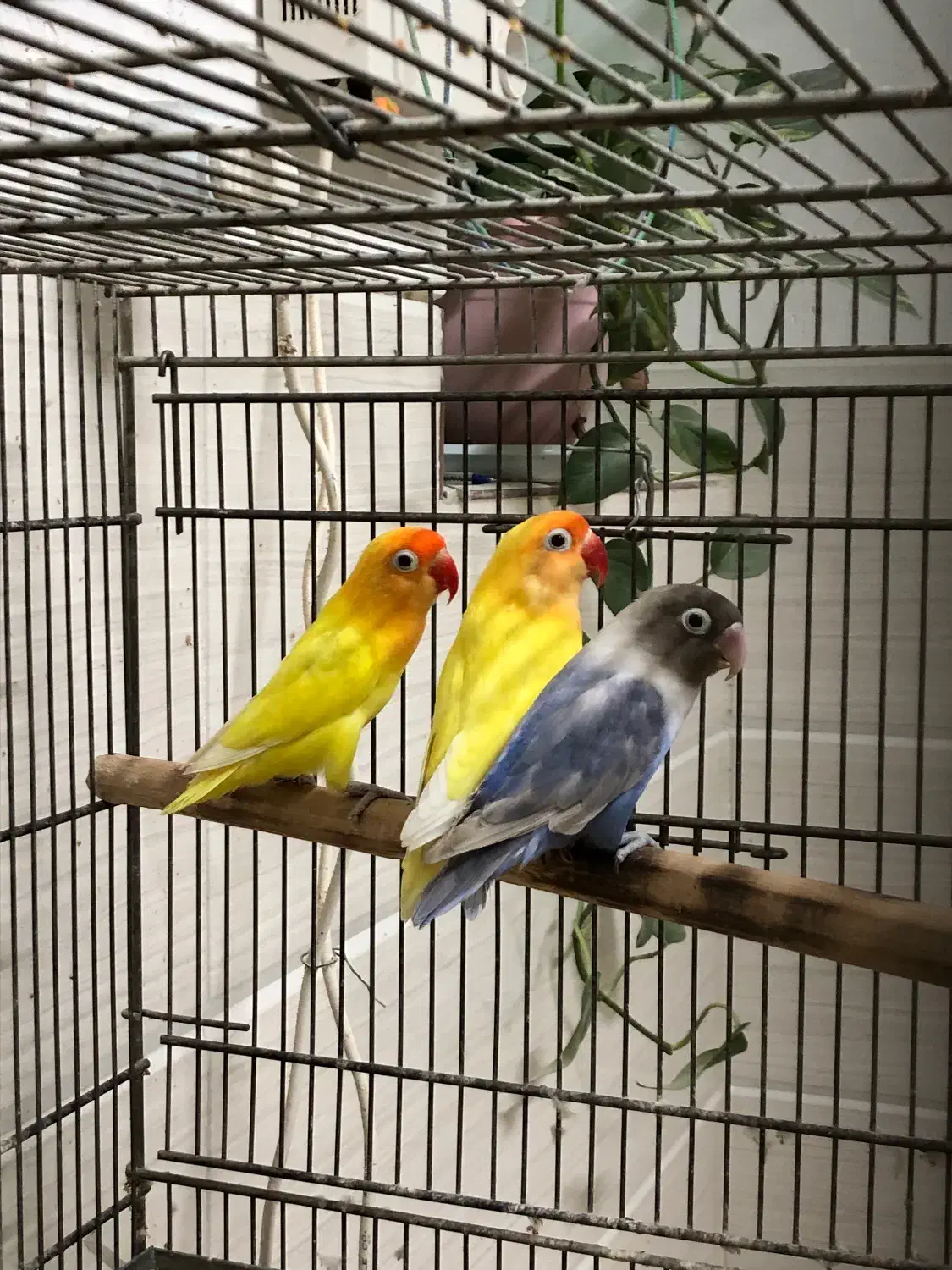 برزیلی ماده تک و جفت مولد|پرنده|یزد, |دیوار