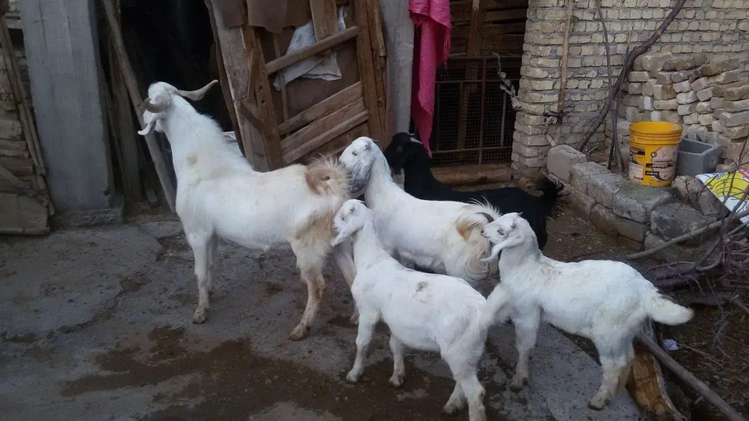 بزغاله نر و ماده|حیوانات مزرعه|باغ بهادران, |دیوار