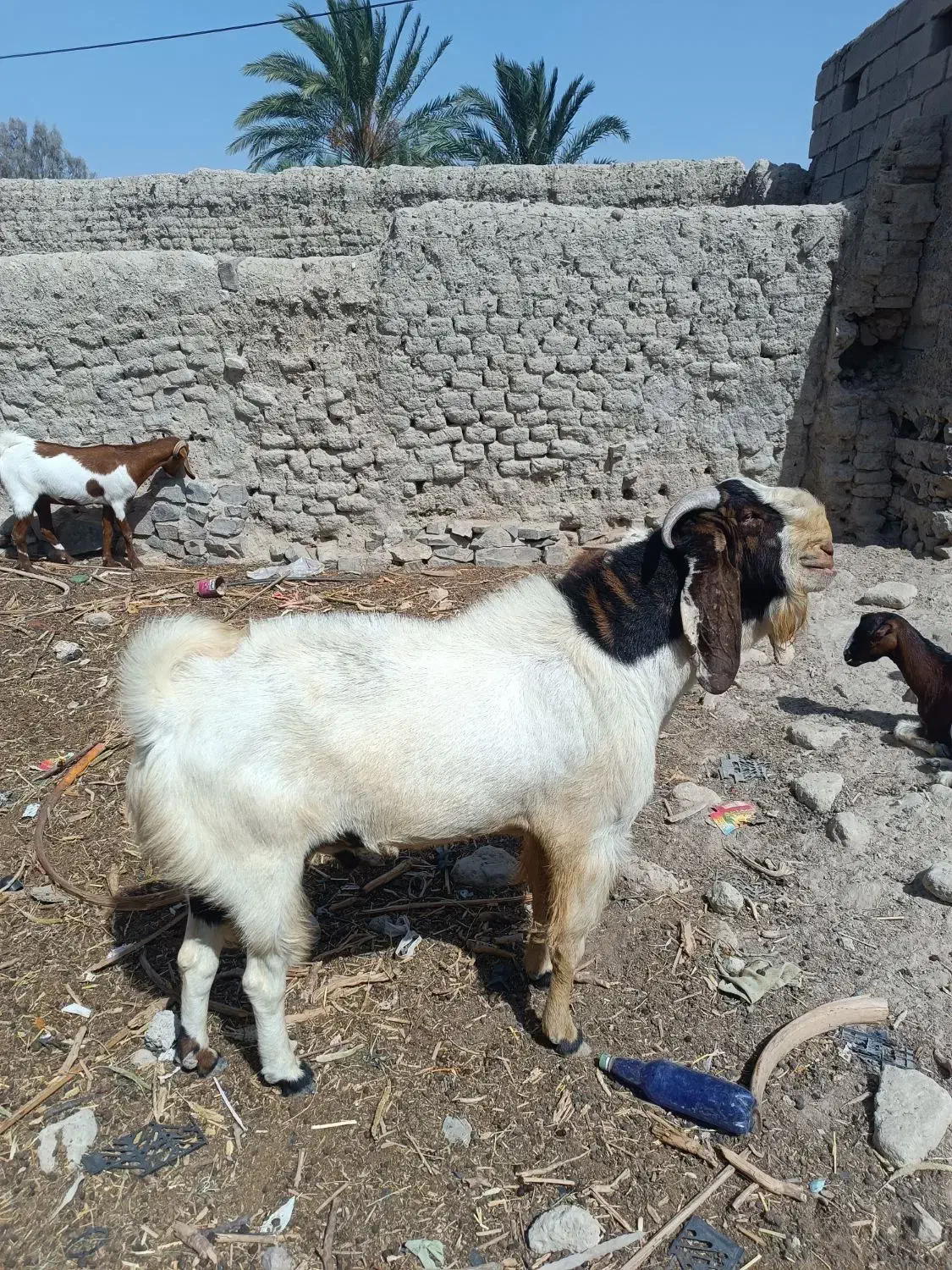 پاچن پنجاپ مال داری بزرگ|حیوانات مزرعه|سراوان, |دیوار