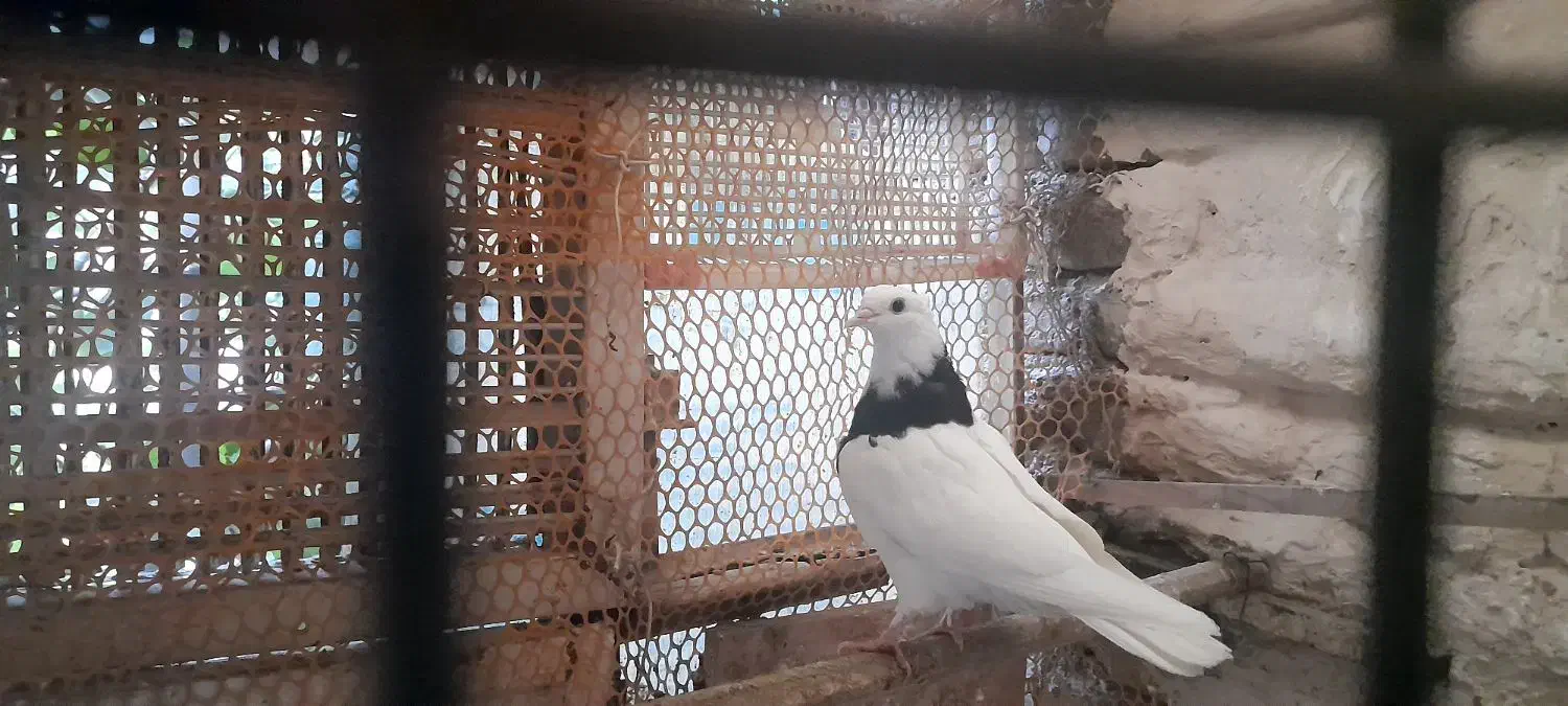 کبوتر طوقی|پرنده|مشهد, عبادی|دیوار