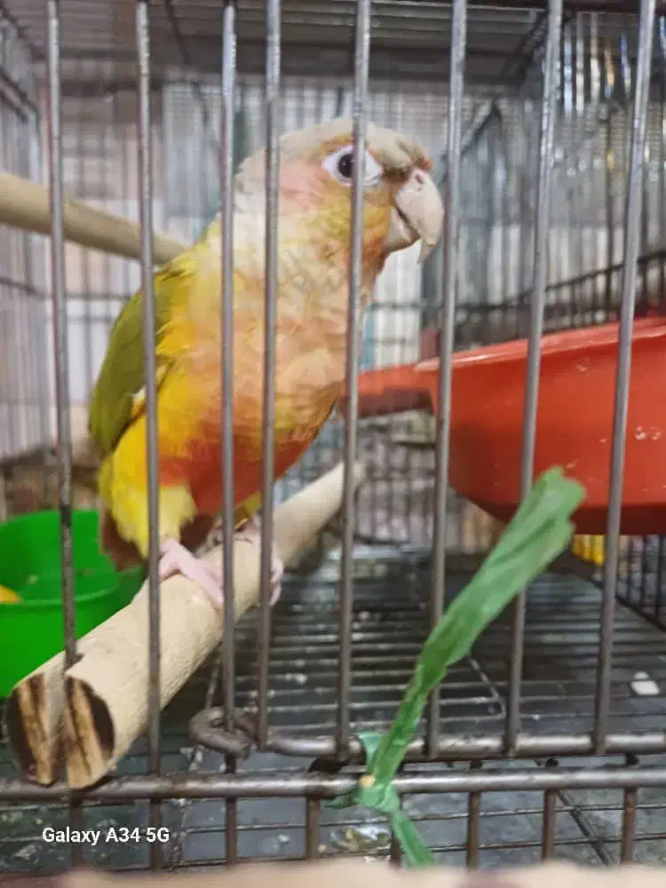 طوطی گرینچیک|پرنده|اصفهان, بوستان ناژوان|دیوار