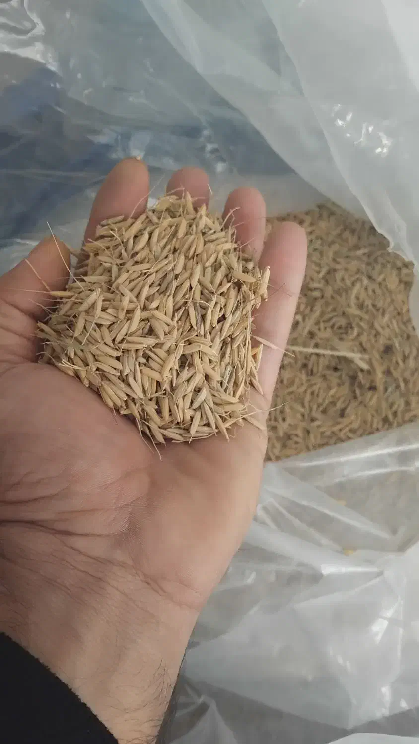 جو هاشمی|خوردنی و آشامیدنی|رشت, کوی فکوری|دیوار