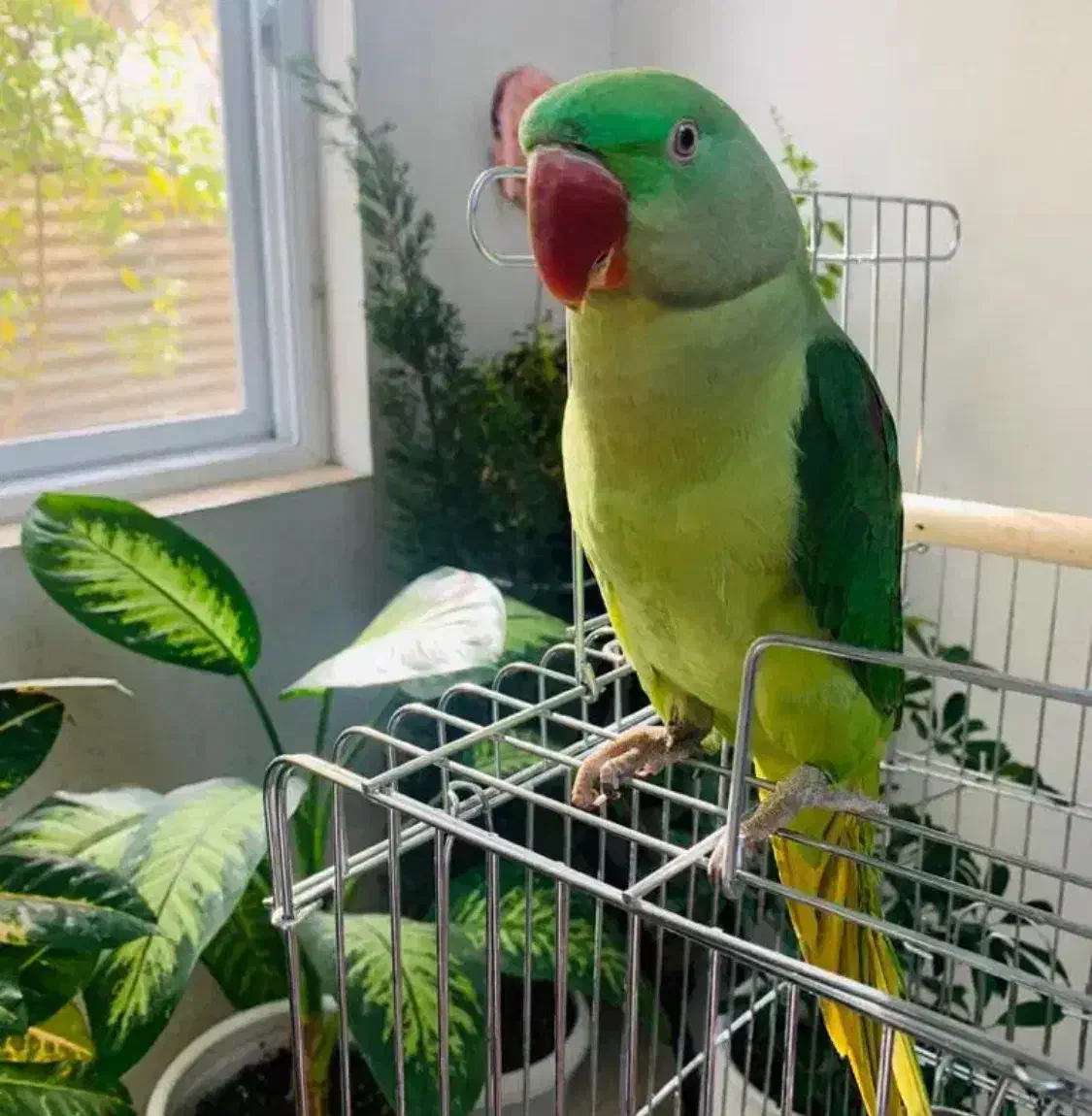 شاه طوطی (با یه جفت ملنگو معاوضه میکنم)|پرنده|رباطکریم, رباطکریم|دیوار