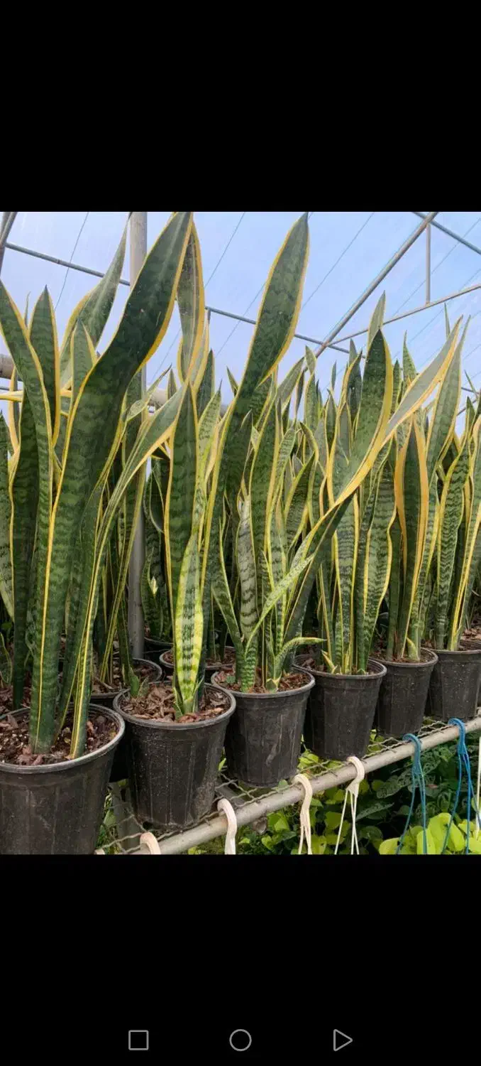 3 تا گل مقاوم وکم نور قیمت مناسب واستون شارژ کردیم|گل و گیاه طبیعی|سبزوار, عظیمیان|دیوار