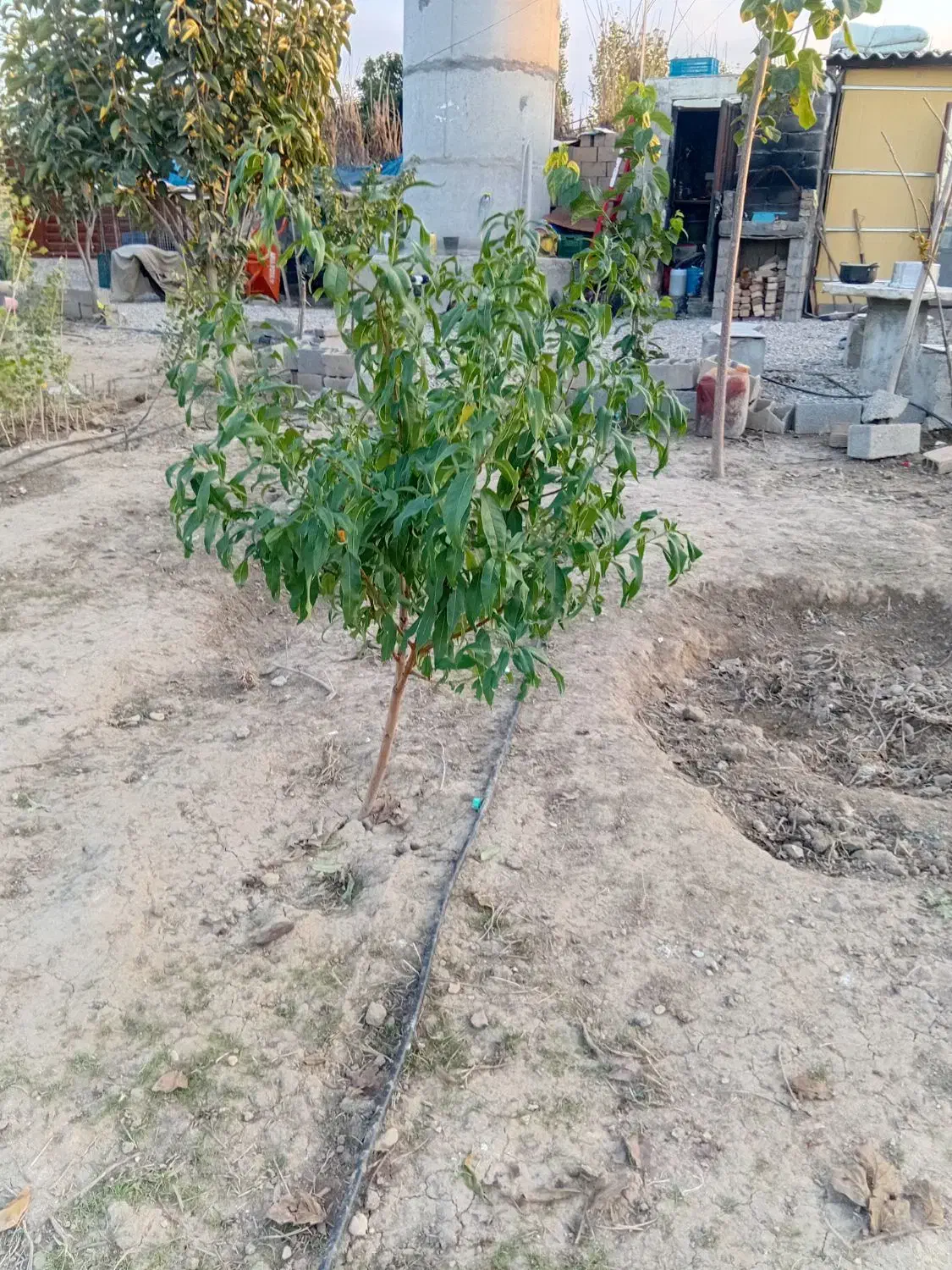 نهال 3ساله انار دانه سیاه و شلیل بارده|خدمات باغبانی و درختکاری|گرگان, |دیوار