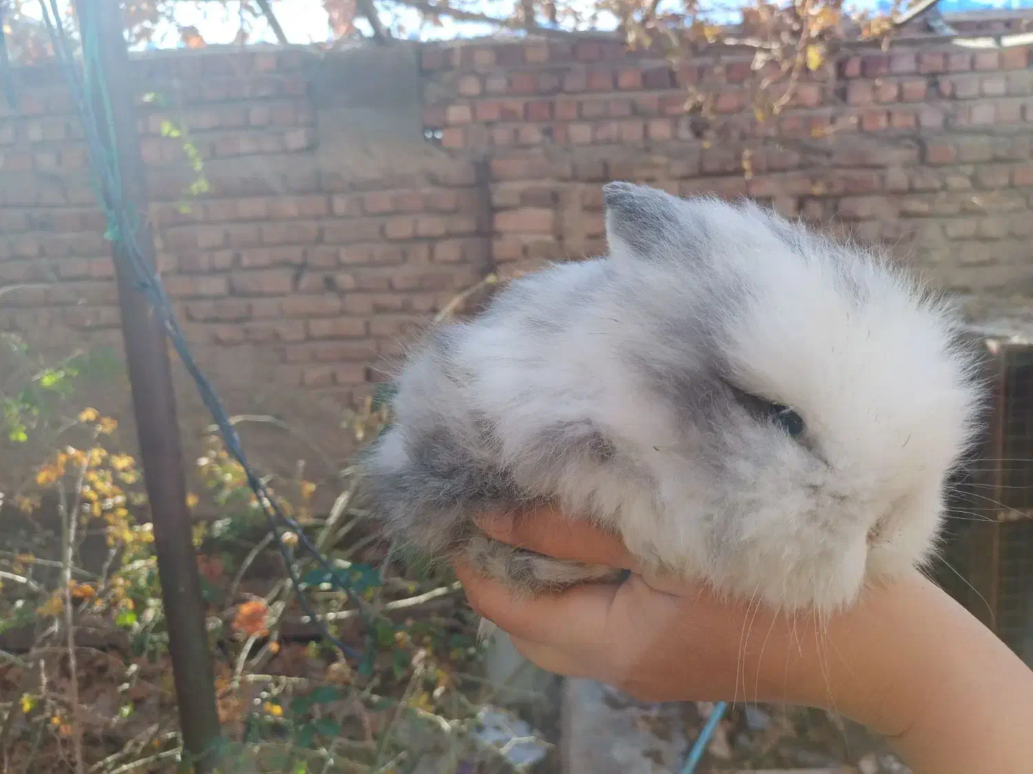 خرگوش|موش و خرگوش|کرمان, |دیوار