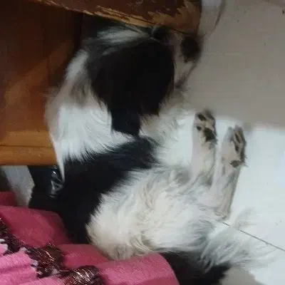 سگ پیدا شده|حیوانات|اصفهان, لاله|دیوار