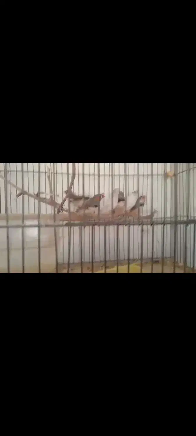 فروش عروس هلندی و فنج|پرنده|شهرضا, |دیوار