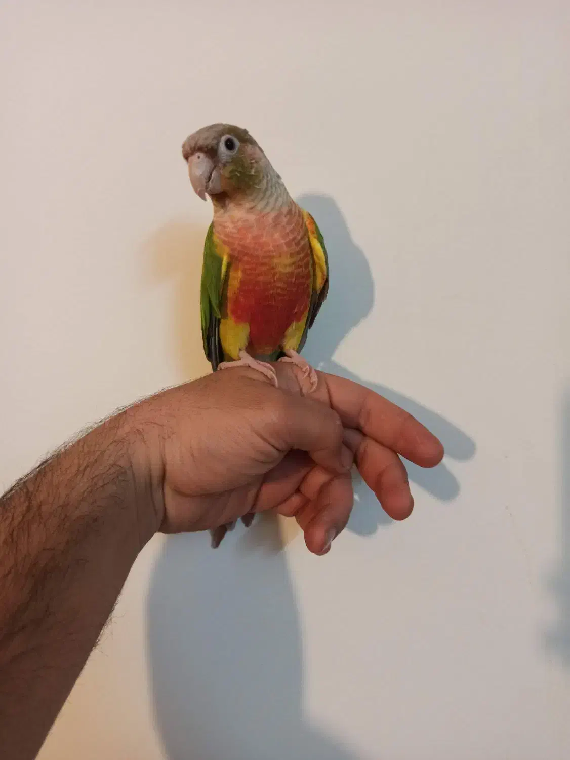 گرینچیک|پرنده|بروجرد, |دیوار