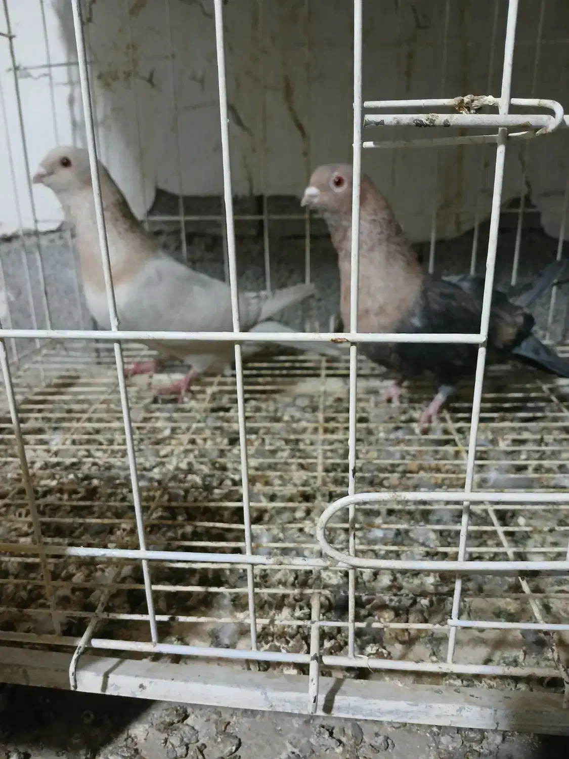 نرماده موشی درجه یک|پرنده|بهبهان, |دیوار