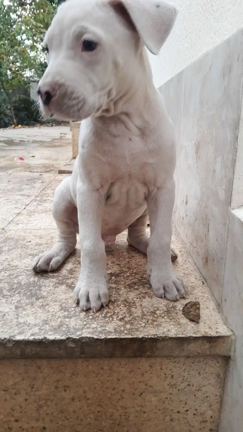 داگو آرژانتینو|سگ|بابل, |دیوار