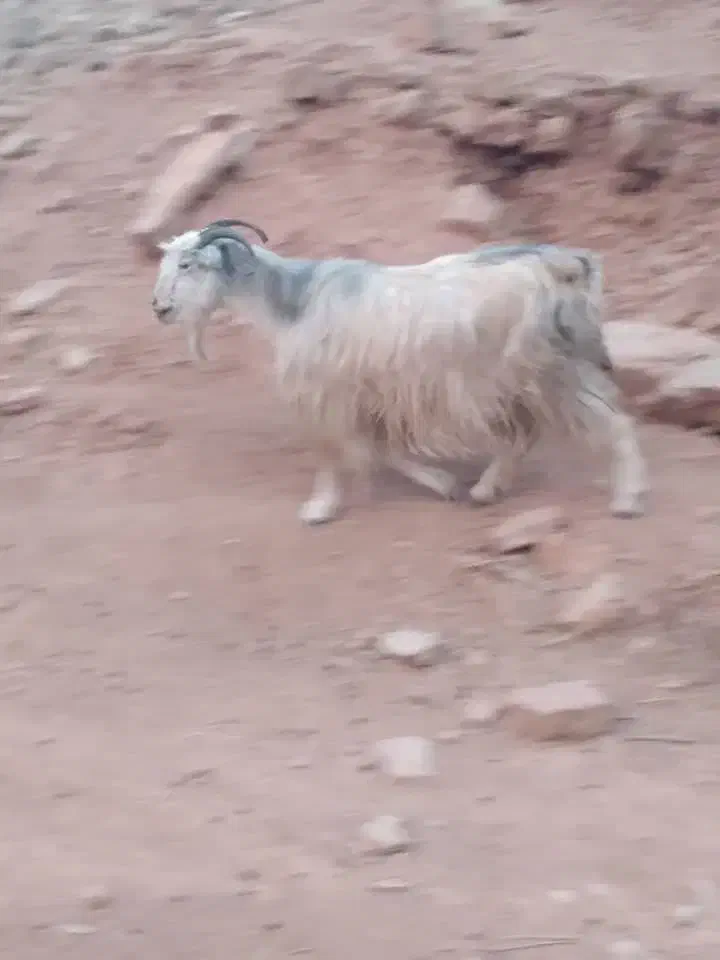 دوتا بز سالم وخوش خوراک|حیوانات مزرعه|مسجد سلیمان, |دیوار