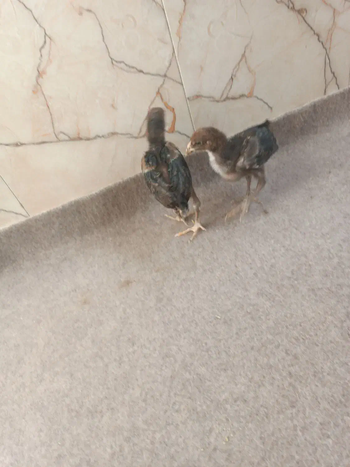 جوجه لاری|حیوانات مزرعه|قیدار, |دیوار