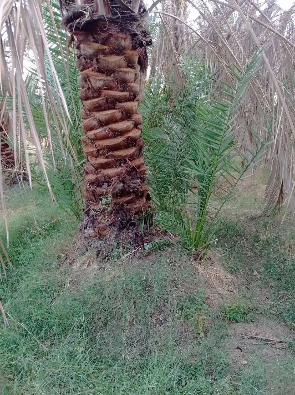 فسیل پیارم|گل و گیاه طبیعی|حاجی آباد, |دیوار