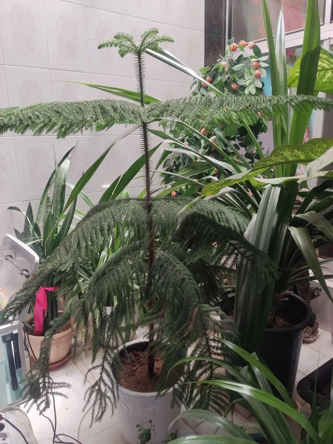 کاج مطبق سایز ۱/۵۰|گل و گیاه طبیعی|شاهرود, |دیوار