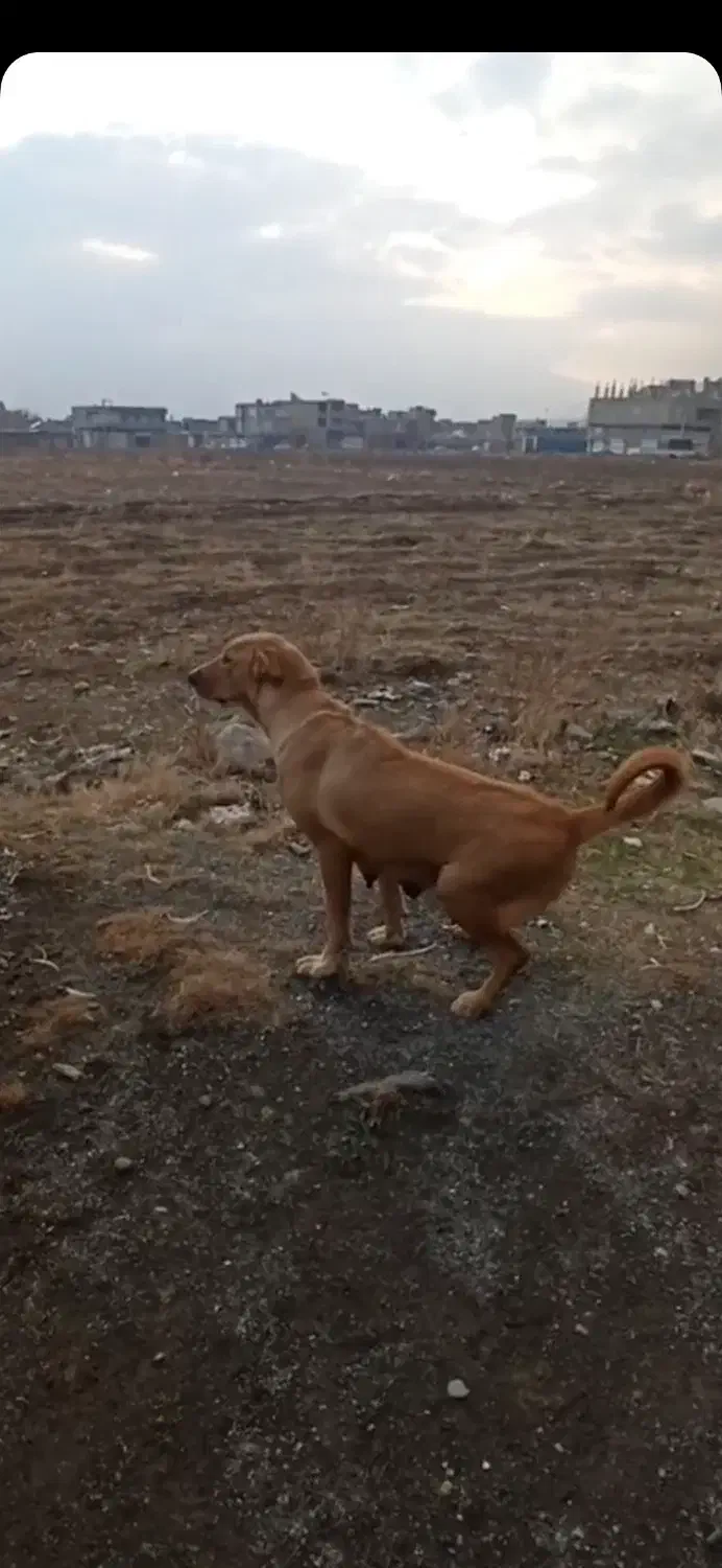 سگ پژدر|سگ|اشنویه, |دیوار