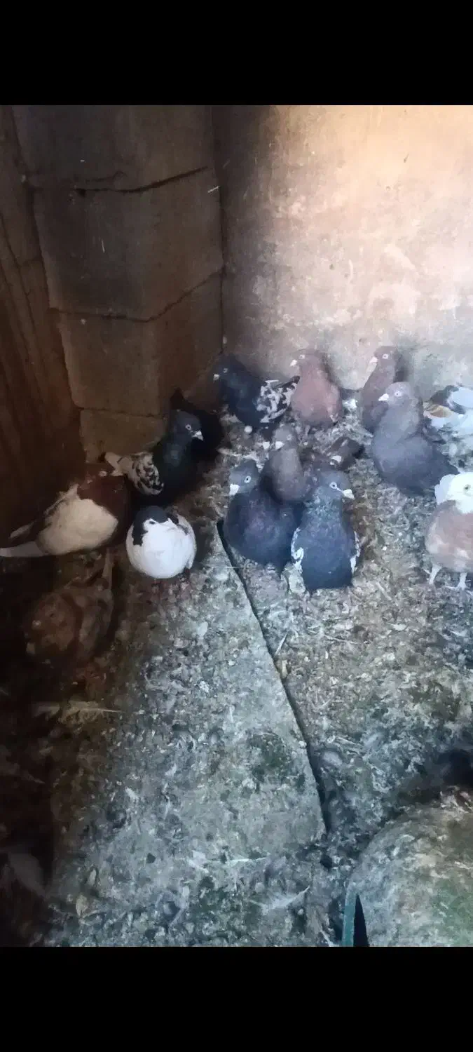 تعدادی کبوتر|پرنده|داراب, |دیوار