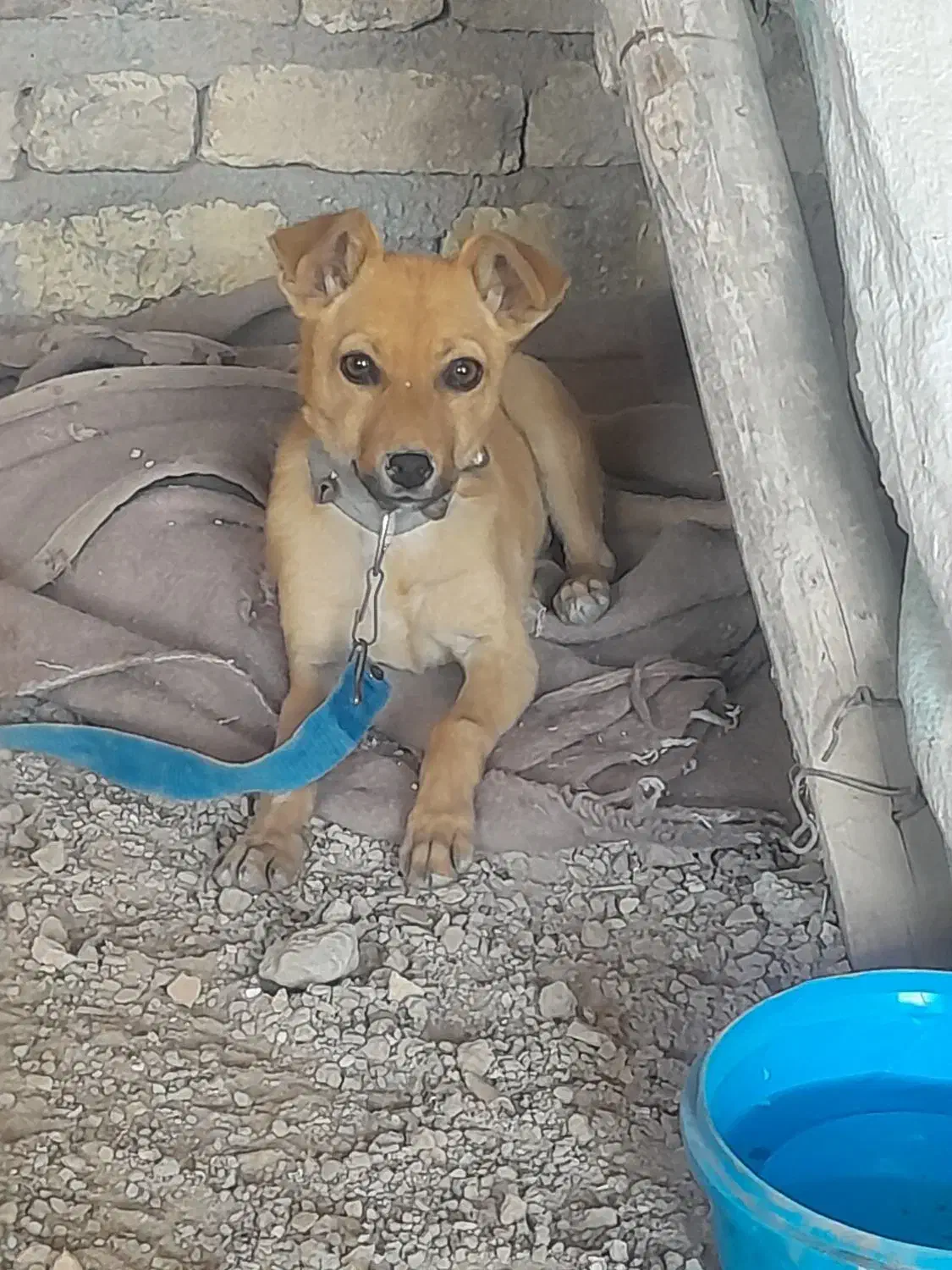 سگ پا کوتاه|سگ|بجنورد, |دیوار