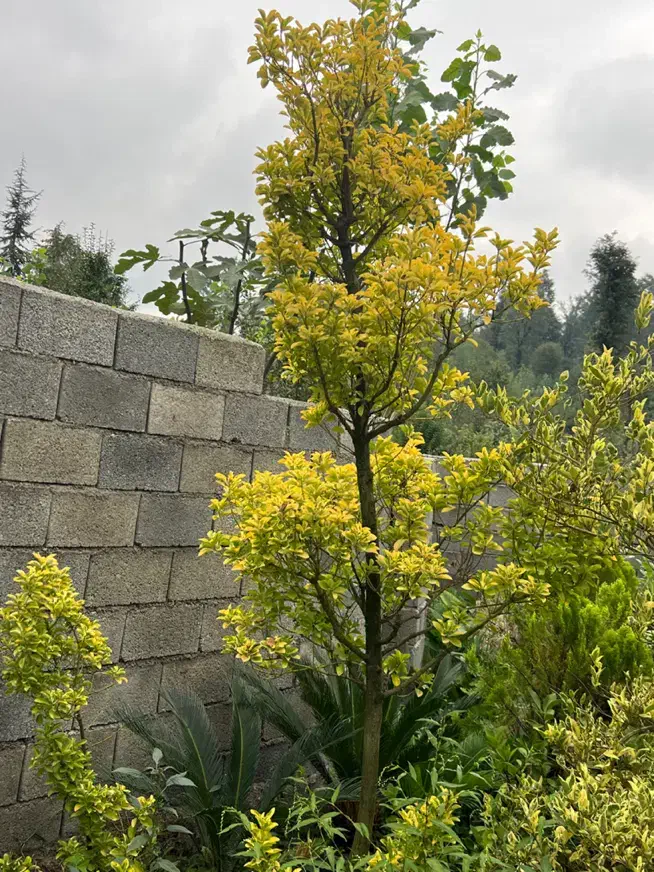 تویا آمریکا دم روباه طلایی ژونی پروس ستاره ای اورس|گل و گیاه طبیعی|تنکابن, |دیوار