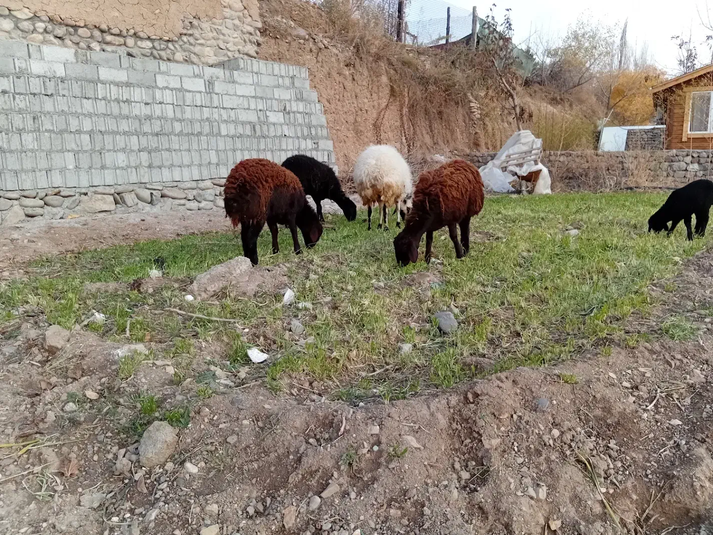 بره ماده قزل افشار|حیوانات مزرعه|سرخه حصار, |دیوار