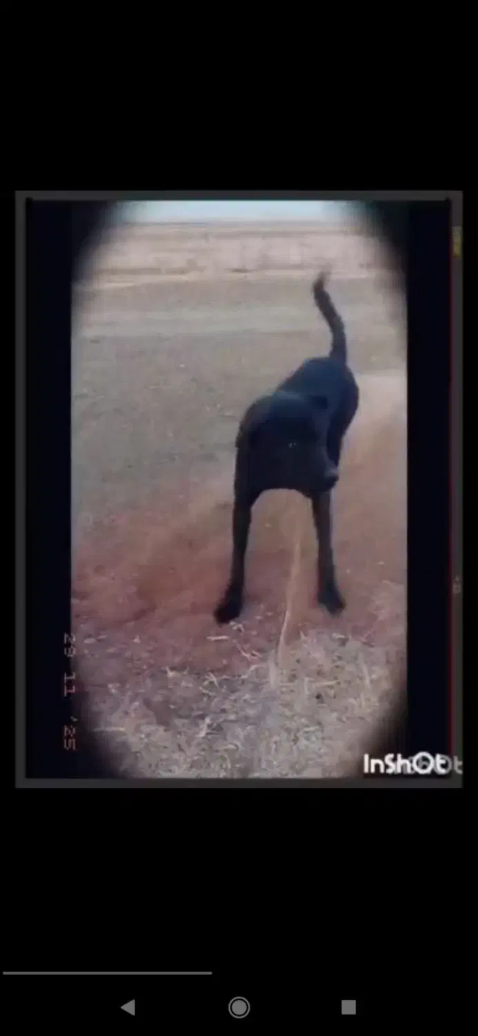 سگ گمشده عور|سگ|مشگین شهر, |دیوار