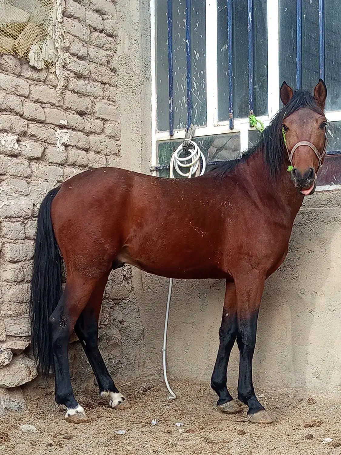 اسب نریون خوش رخ|اسب و تجهیزات اسبسواری|لاجان, |دیوار