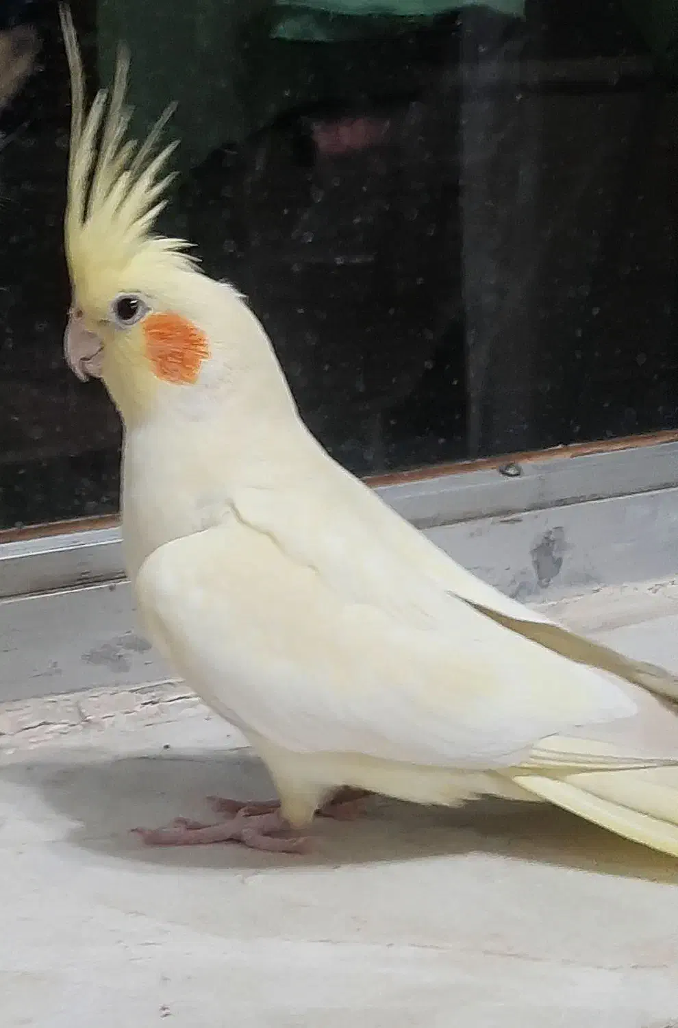 گمشده|حیوانات|نجفآباد, ویلاشهر|دیوار