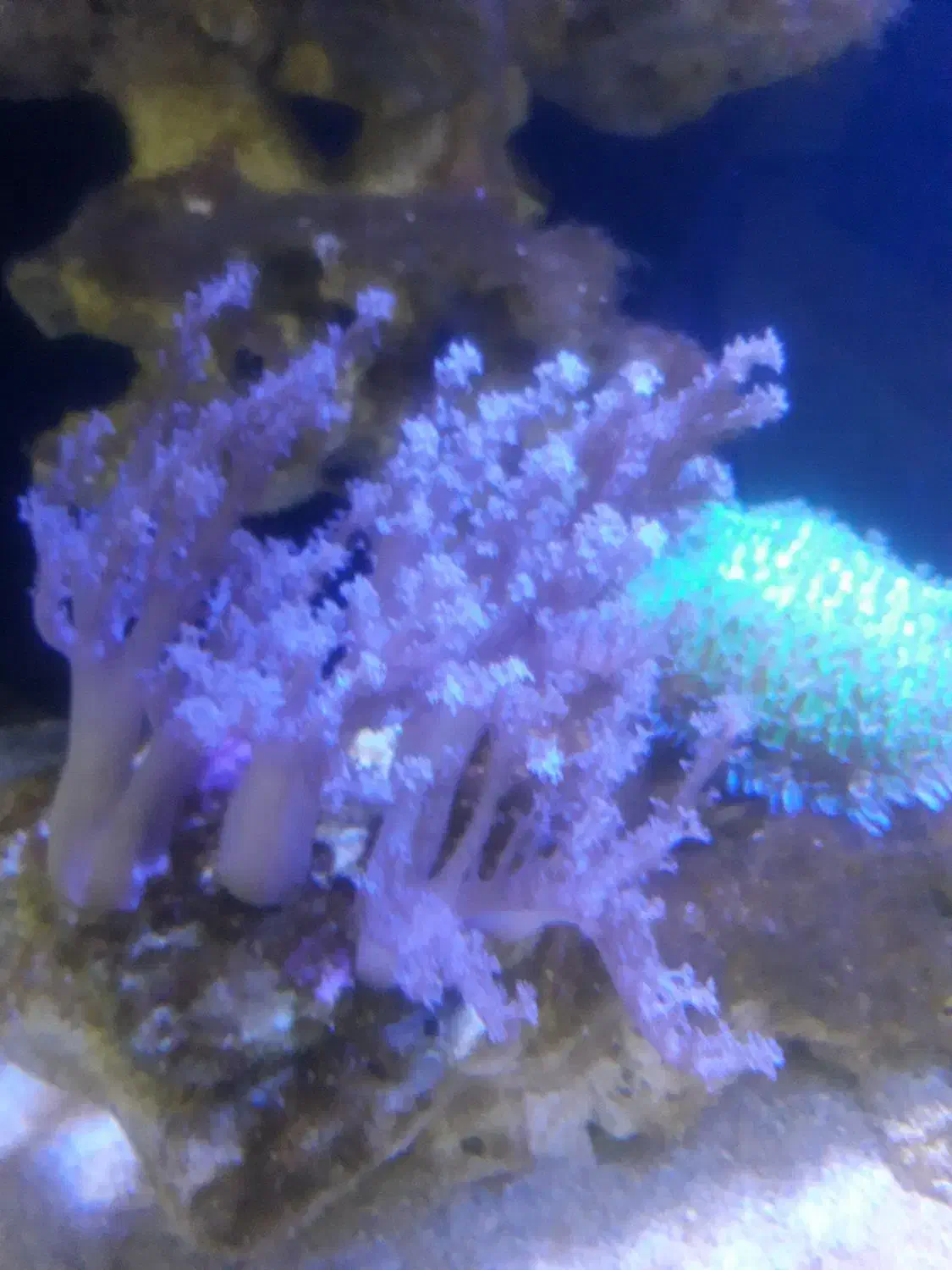 اکواریوم اب شور|ماهی|قزوین, |دیوار