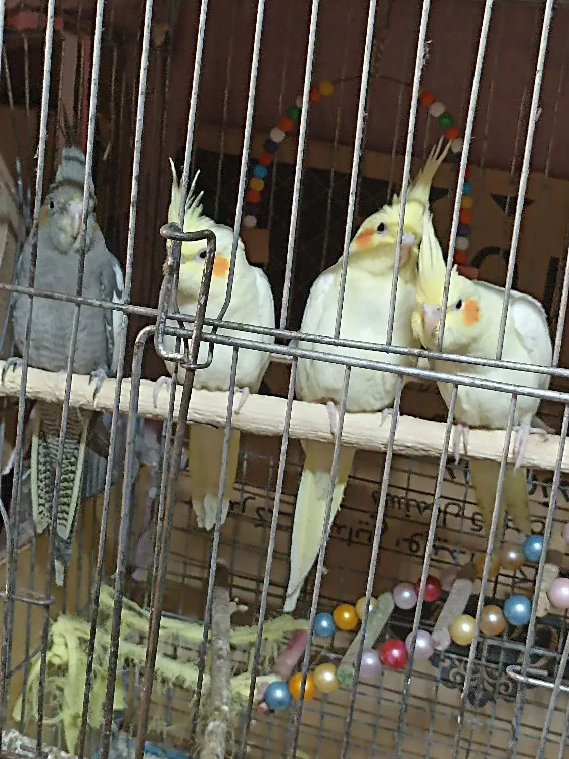 جوجه عروس هلندی دونه خور|پرنده|گرگان, |دیوار