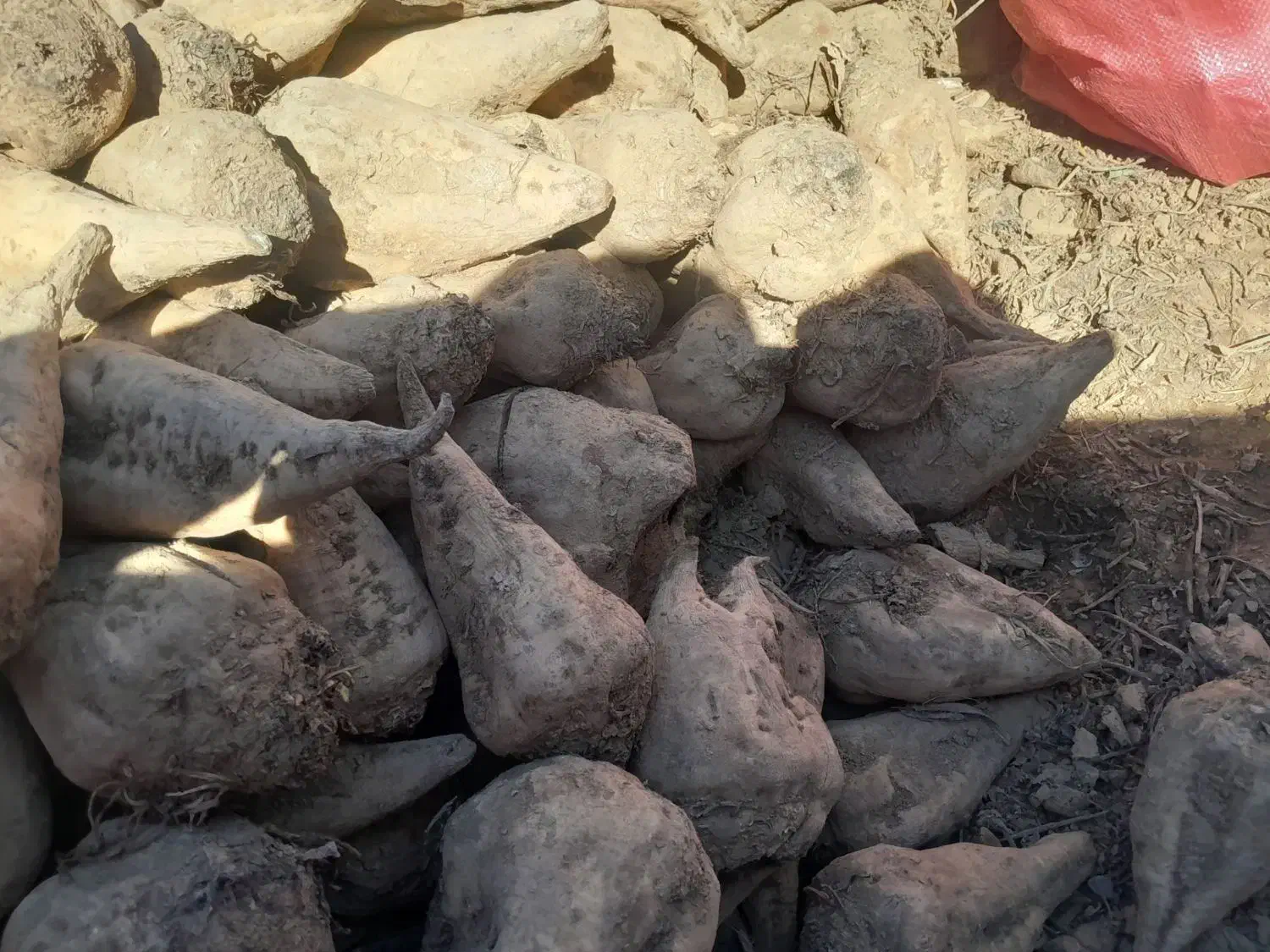 گمشده|حیوانات|اهر, |دیوار