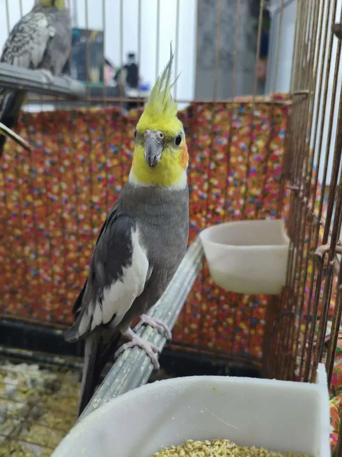 عروس هلندی|پرنده|قم, باغ کرباسی|دیوار