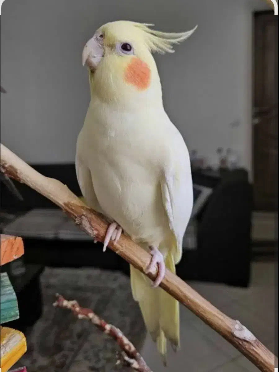 عروس هلندی ماده یک سال ونیم|پرنده|وحیدیه, |دیوار