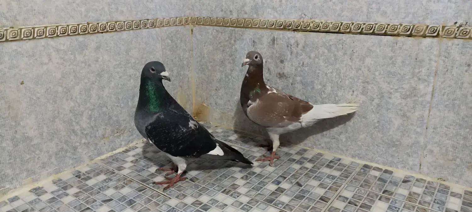 کبوتر پلاکی (مسافتی)|پرنده|گرگان, |دیوار