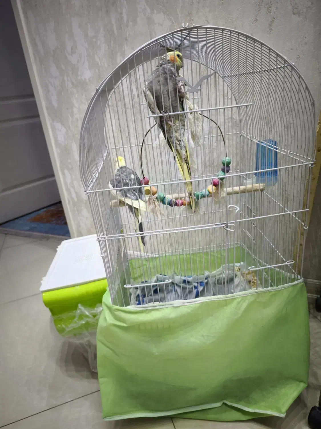 عروس هلندی جفت مولد|پرنده|شاهین‌شهر, فردوسی|دیوار