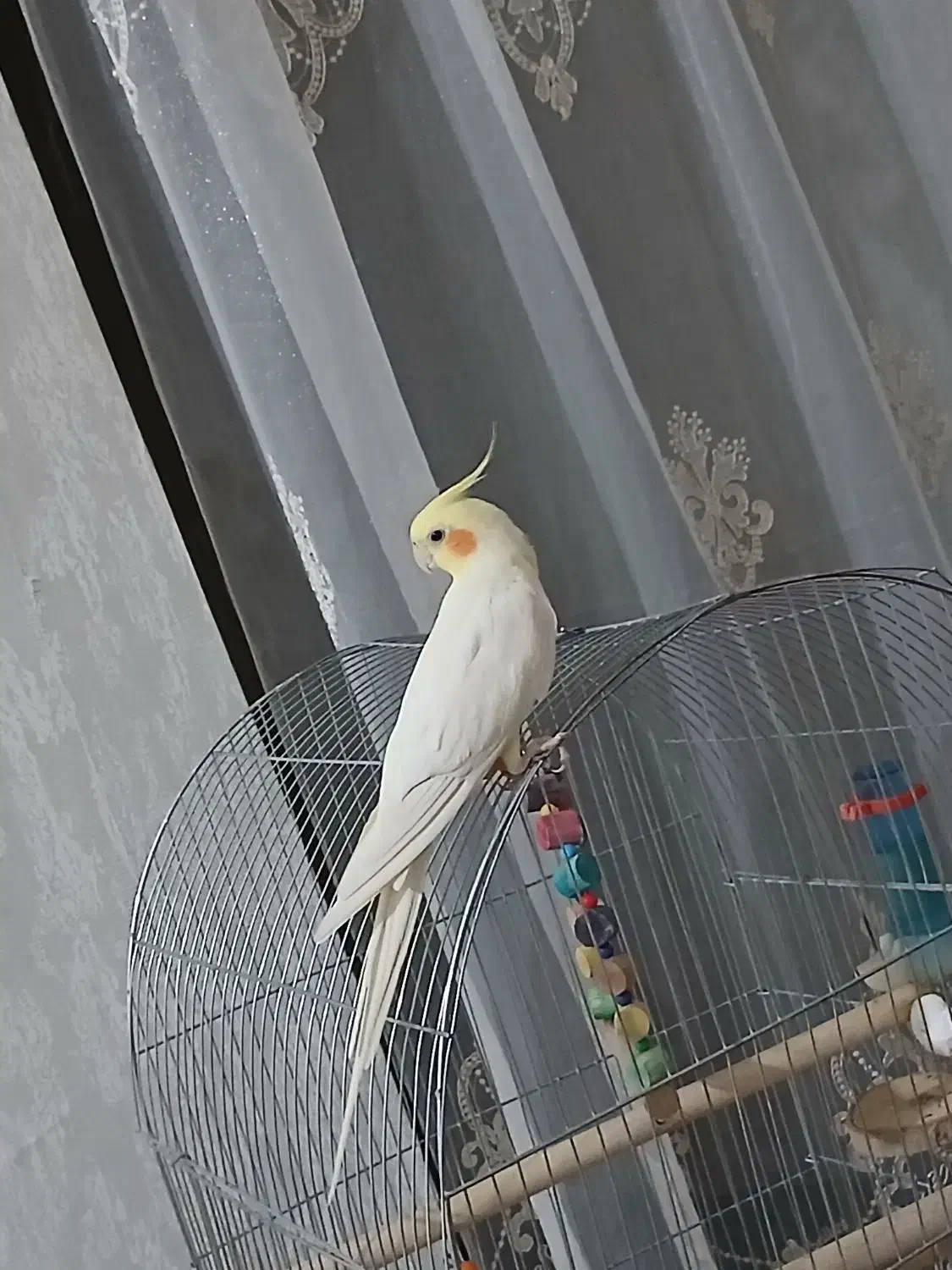 عروس هلندی نر سخن گوعتیقه|پرنده|لالجین, |دیوار