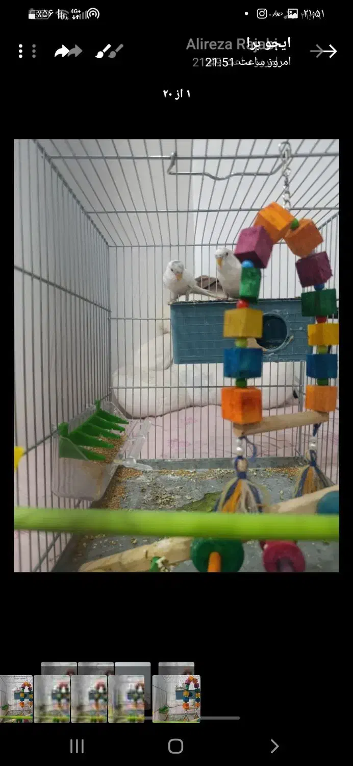 پرنده مرغ عشق|پرنده|چرداول, |دیوار