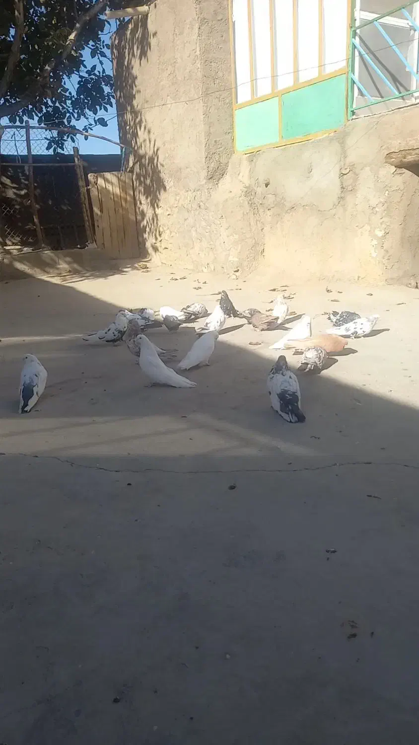 کبوتر نوک کوتاه|پرنده|خرقان, |دیوار