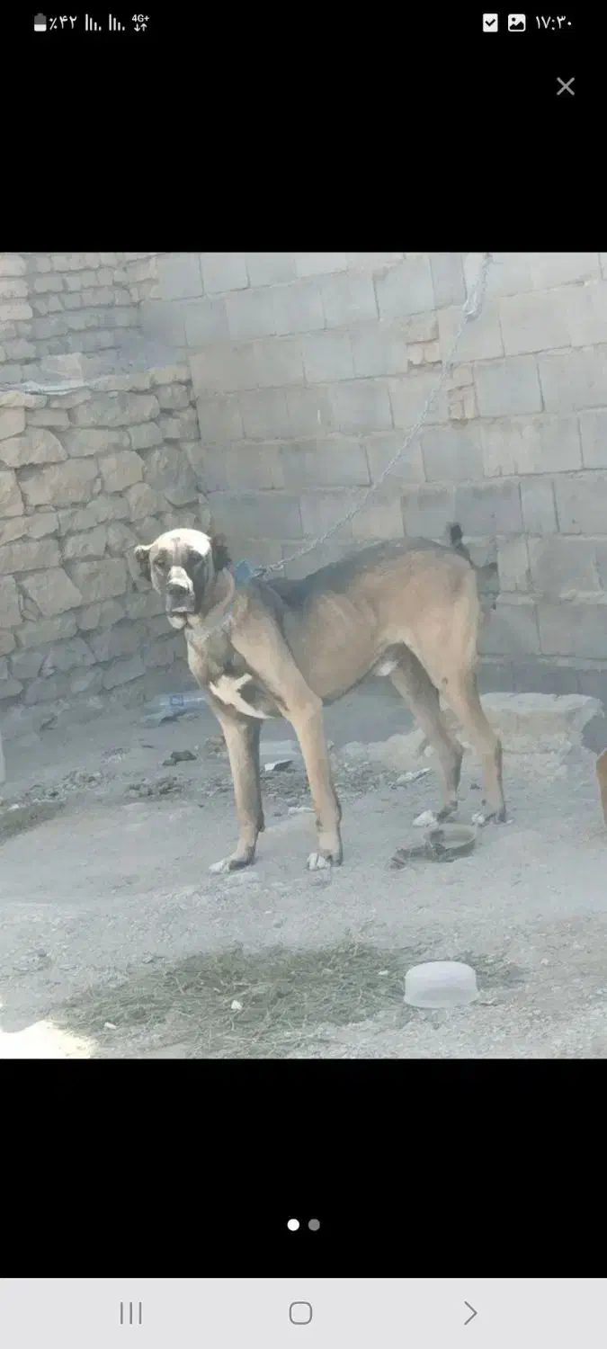 سگ سرابی اصیل معاوضه با عراقی یا کفتر|سگ|بهار, |دیوار