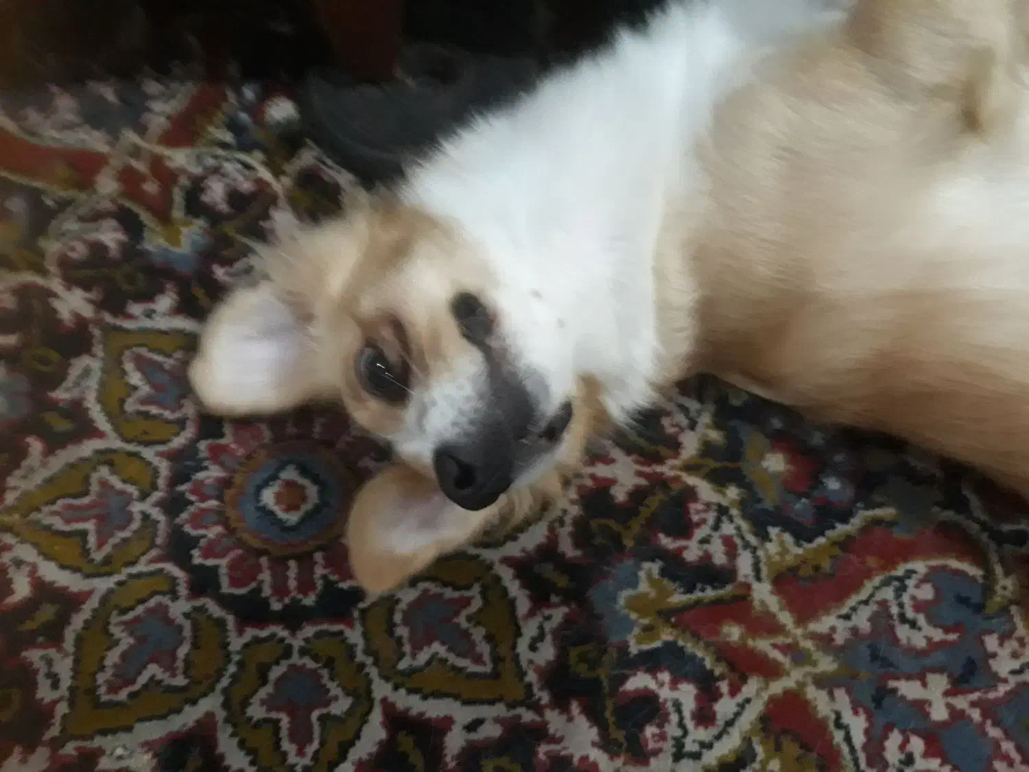 سگ اشپیتز یکساله|سگ|رشت, اسماعیل آباد|دیوار